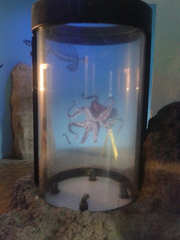 Sea Life Loch Lomond 12