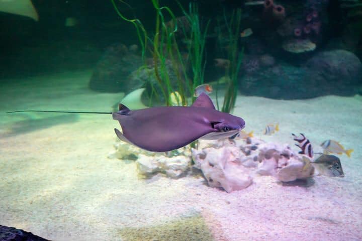 Sea Life Loch Lomond 6