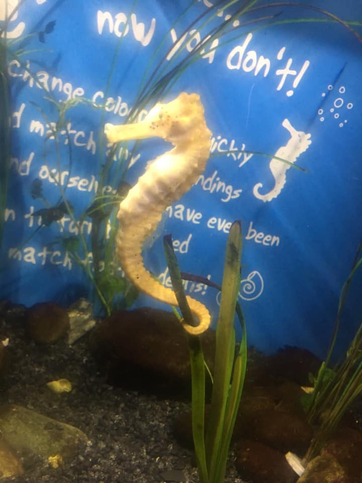 Sea Life Loch Lomond 7