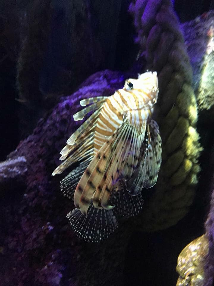 Sea Life Loch Lomond 8